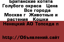 Британские котята Голубого окраса › Цена ­ 8 000 - Все города, Москва г. Животные и растения » Кошки   . Ненецкий АО,Топседа п.